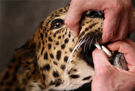 simsearch:400-05123541,k - Furious leopard and man's hand close-up Stock Photo - Budget Royalty-Free & Subscription, Code: 400-04057774