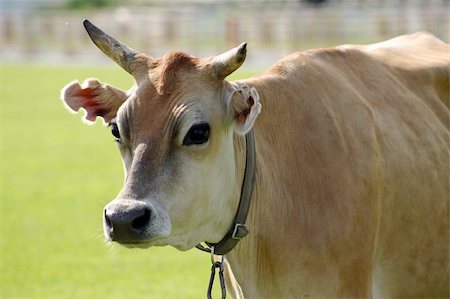 simsearch:400-05135877,k - The breeding cow grazed on a meadow Photographie de stock - Aubaine LD & Abonnement, Code: 400-04059116