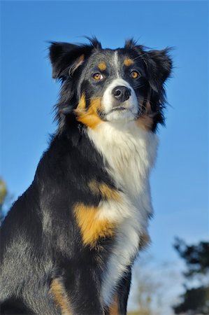 Young dog (cross between a Border Collie and an Appenzeller), looking into the distance. Taken from a low viewpoint, against a blue sky. Stock Photo - Budget Royalty-Free & Subscription, Code: 400-04059467