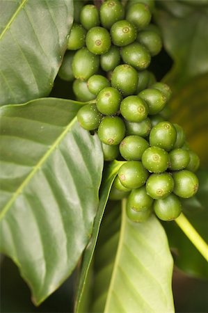 Coffee Beans on the Branch in Kauai, Hawaii Stock Photo - Budget Royalty-Free & Subscription, Code: 400-04050651