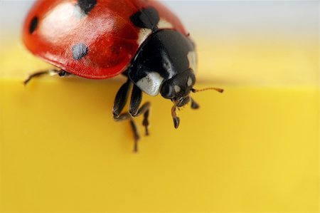 simsearch:400-04920020,k - Extreme macro close-up of a ladybug - seeing those in the winter is a sign of luck Foto de stock - Super Valor sin royalties y Suscripción, Código: 400-04064192