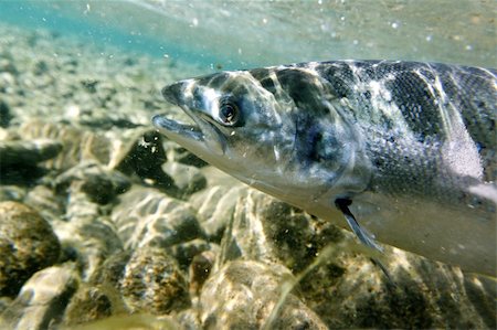 simsearch:400-05123541,k - Unique shot of the atlantic salmon in its natural habitat Stock Photo - Budget Royalty-Free & Subscription, Code: 400-04064305