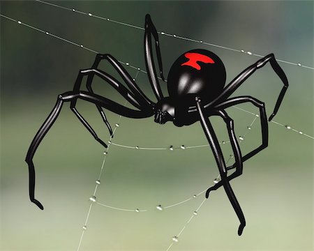 Black widow spider perched upon a dew sodden web Stock Photo - Budget Royalty-Free & Subscription, Code: 400-04064400