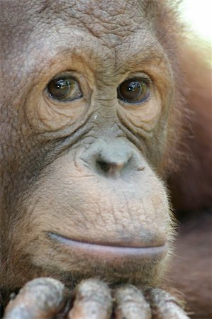 Face of an Orangutan Stock Photo - Budget Royalty-Free & Subscription, Code: 400-04064940