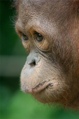 Face of an Orangutan Stock Photo - Budget Royalty-Free & Subscription, Code: 400-04064941