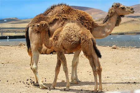 simsearch:400-04121488,k - Baby camel near mother camel in the desert Foto de stock - Super Valor sin royalties y Suscripción, Código: 400-04066572