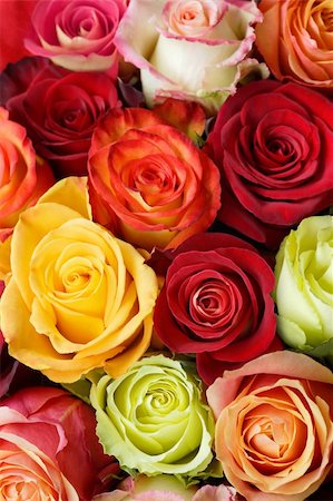 simsearch:400-06141323,k - A bouquet of multi-coloured roses. Focus on middle roses. Foto de stock - Super Valor sin royalties y Suscripción, Código: 400-04067246