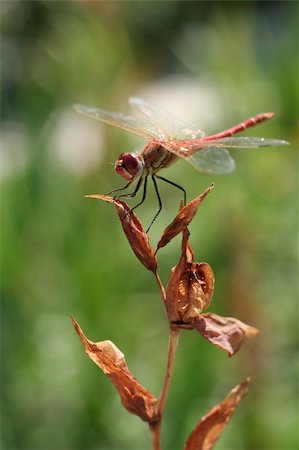 simsearch:400-05703373,k - Red dragonfly sitting on the arid plant Stock Photo - Budget Royalty-Free & Subscription, Code: 400-04067783