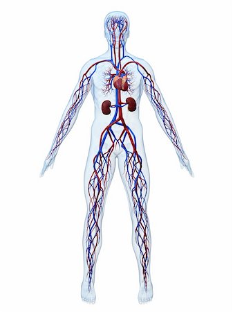 simsearch:400-04178497,k - 3d rendered anatomy illustration of the human cardiovascular system Stock Photo - Budget Royalty-Free & Subscription, Code: 400-04068178