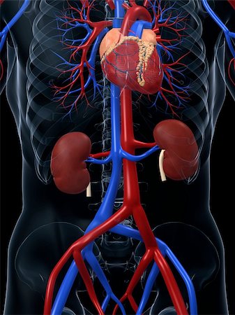 simsearch:400-04178497,k - 3d rendered anatomy illustration of the human cardiovascular system Stock Photo - Budget Royalty-Free & Subscription, Code: 400-04068184