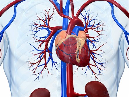 simsearch:400-04178497,k - 3d rendered anatomy illustration of a human heart Stock Photo - Budget Royalty-Free & Subscription, Code: 400-04068181