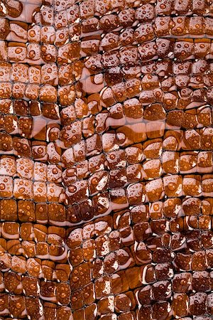 simsearch:400-04569718,k - Snakeskin texture - leather background Stock Photo - Budget Royalty-Free & Subscription, Code: 400-04068414
