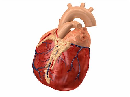 3d rendered anatomy illustration of a human heart Stock Photo - Budget Royalty-Free & Subscription, Code: 400-04069197