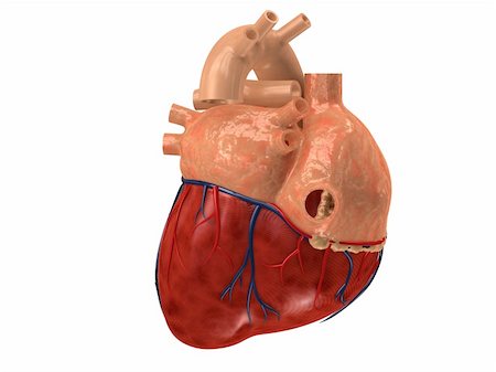 simsearch:400-04178497,k - 3d rendered anatomy illustration of a human heart Stock Photo - Budget Royalty-Free & Subscription, Code: 400-04069198