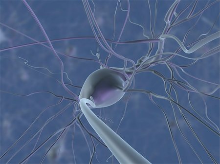 3d rendered anatomy illustration of human nerve cells Foto de stock - Super Valor sin royalties y Suscripción, Código: 400-04069220