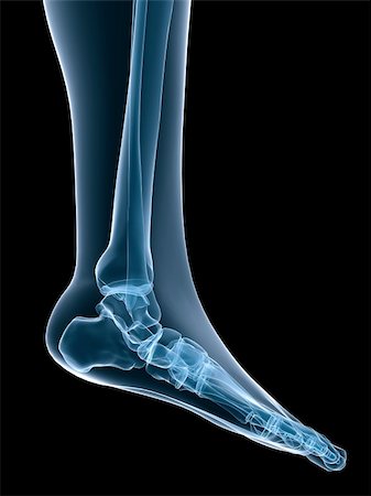 3d rendered x-ray illustration of  a human skeletal foot Stock Photo - Budget Royalty-Free & Subscription, Code: 400-04069221
