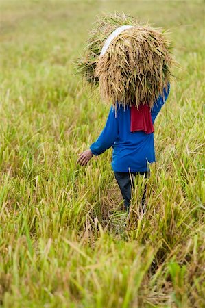 photo of a farmer carries rice paddy after harvesting Stock Photo - Budget Royalty-Free & Subscription, Code: 400-04069860