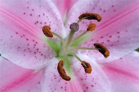 Beautiful lily close-up Foto de stock - Super Valor sin royalties y Suscripción, Código: 400-04062818