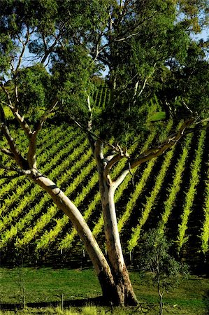 Gum Tree in front of vineyard rows Stock Photo - Budget Royalty-Free & Subscription, Code: 400-04063684