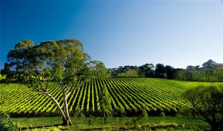 simsearch:400-04794343,k - Beautiful Vineyard Landscape Stock Photo - Budget Royalty-Free & Subscription, Code: 400-04063686
