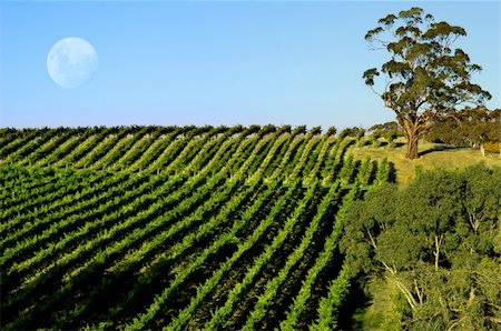 simsearch:400-04794343,k - Beautiful Vineyard Landscape Stock Photo - Budget Royalty-Free & Subscription, Code: 400-04063689