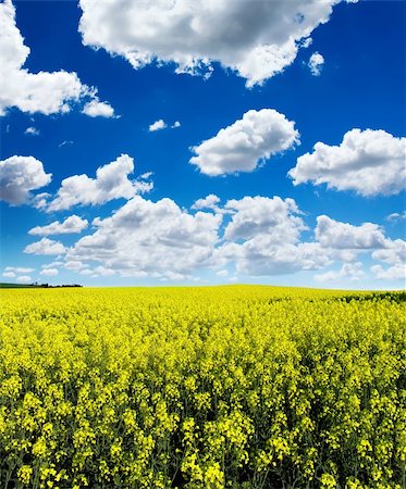 simsearch:400-04794343,k - Bright Canola Field Stock Photo - Budget Royalty-Free & Subscription, Code: 400-04063807