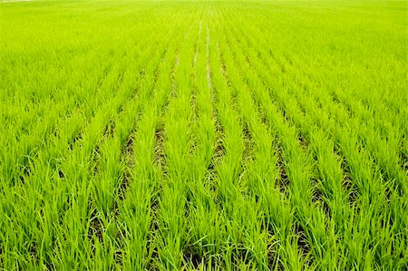 simsearch:400-04882980,k - green paddy fields Photographie de stock - Aubaine LD & Abonnement, Code: 400-04078873