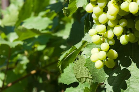 simsearch:400-06923729,k - green vine with blurred background Stock Photo - Budget Royalty-Free & Subscription, Code: 400-04085330