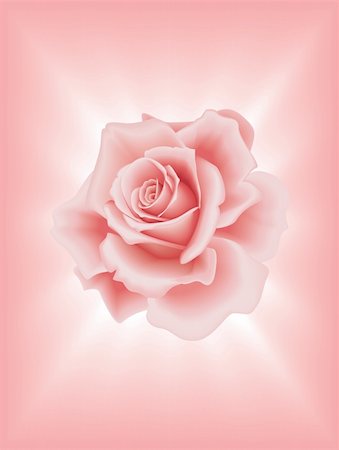 Vector Beautiful Pink Rose on the Light Background Stock Photo - Budget Royalty-Free & Subscription, Code: 400-04085412