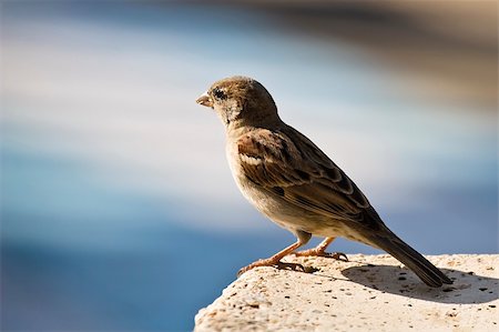 simsearch:400-04604339,k - A small Sparrow standing on a rock. Stock Photo - Budget Royalty-Free & Subscription, Code: 400-04086849