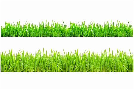 simsearch:400-05362449,k - Two types of green grass on a white isolated background Stock Photo - Budget Royalty-Free & Subscription, Code: 400-04089722