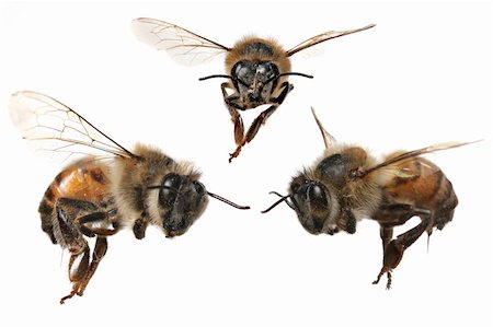 3 Different Angles of a North American Honey Bee With Stinger Attached Stock Photo - Budget Royalty-Free & Subscription, Code: 400-04080163