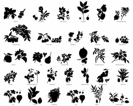 fruit trees drawing - Fruits and berries vector plants silhouettes set Stock Photo - Budget Royalty-Free & Subscription, Code: 400-04081307