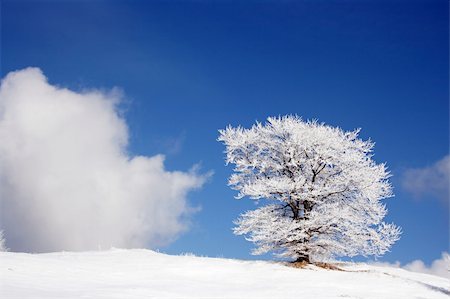 pretty tourist attraction backgrounds - winter landscape with a cloud and a snow-covered tree Stock Photo - Budget Royalty-Free & Subscription, Code: 400-04082276