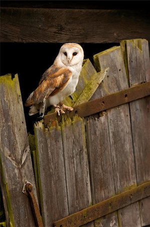 simsearch:400-07745600,k - A Barn Owl perched on the bottom half of an old stable door. Stock Photo - Budget Royalty-Free & Subscription, Code: 400-04082882