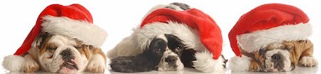 funny pampered dog - two bulldogs and a cocker spaniel wearing red santa hat isolated on white background Stock Photo - Budget Royalty-Free & Subscription, Code: 400-04083111