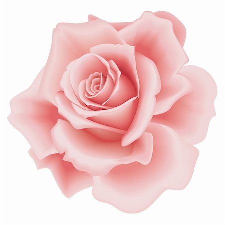 Isolated Beautiful Pink Rose on the White Background Stock Photo - Budget Royalty-Free & Subscription, Code: 400-04083334