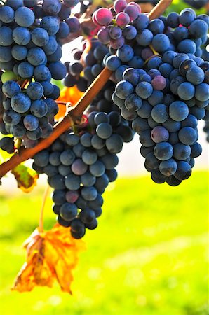 simsearch:846-03166143,k - Red grapes growing on vine in bright sunshine Stock Photo - Budget Royalty-Free & Subscription, Code: 400-04096312
