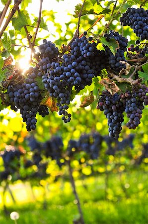 simsearch:846-03166143,k - Purple grapes growing on vine in bright sunshine Stock Photo - Budget Royalty-Free & Subscription, Code: 400-04096686