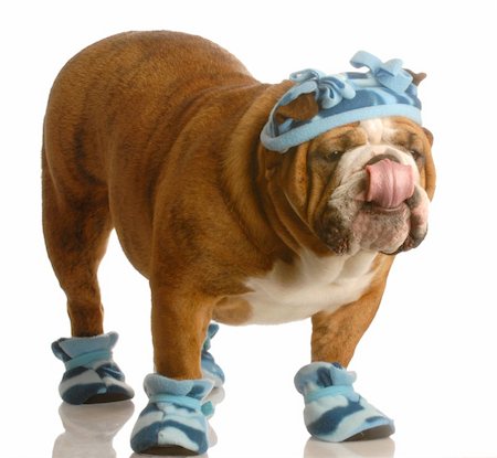 english bulldog standing wearing blue hat and winter boots Stock Photo - Budget Royalty-Free & Subscription, Code: 400-04097400