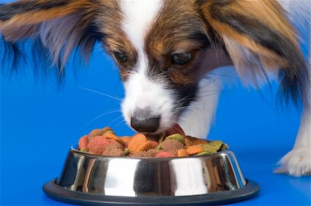 simsearch:400-05722359,k - Young papillon and a bowl with meal Stock Photo - Budget Royalty-Free & Subscription, Code: 400-04098065