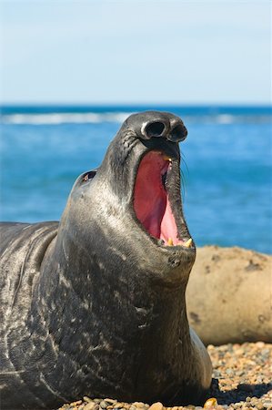 simsearch:700-00481653,k - Elephant seal in the coast of Peninsula Valdes, Patagonia, Argentina. Stock Photo - Budget Royalty-Free & Subscription, Code: 400-04098354