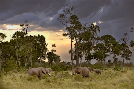 Elephants  feeding on sunset in Masai Marai National Reserve, Kenya Stock Photo - Budget Royalty-Free & Subscription, Code: 400-04098744