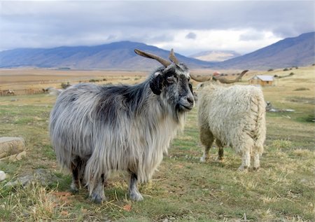 simsearch:400-05294140,k - A goat at the ranch in Patagonia Stock Photo - Budget Royalty-Free & Subscription, Code: 400-04099382