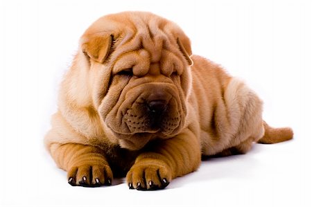 simsearch:400-04181579,k - Funny sharpei puppy isolated on white background Stock Photo - Budget Royalty-Free & Subscription, Code: 400-04090427