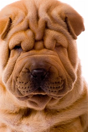simsearch:400-04181579,k - Funny sharpei puppy isolated on white background Stock Photo - Budget Royalty-Free & Subscription, Code: 400-04090428