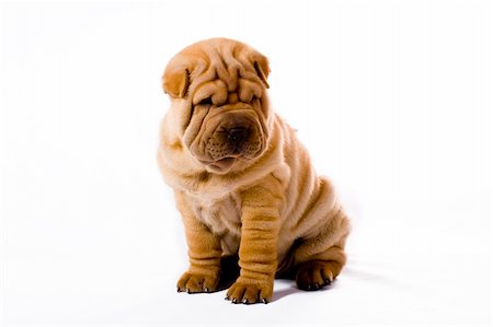 simsearch:400-04181579,k - Funny sharpei puppy isolated on white background Stock Photo - Budget Royalty-Free & Subscription, Code: 400-04090422