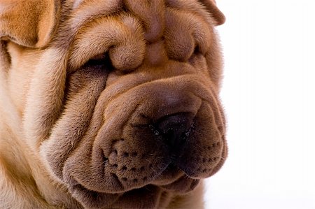 simsearch:400-04181579,k - Funny sharpei puppy isolated on white background Stock Photo - Budget Royalty-Free & Subscription, Code: 400-04090437