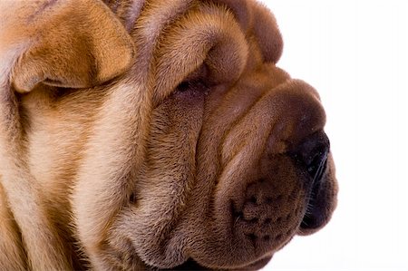 simsearch:400-04181579,k - Funny sharpei puppy isolated on white background Stock Photo - Budget Royalty-Free & Subscription, Code: 400-04090438