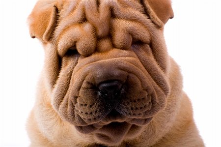 simsearch:400-04181579,k - Funny sharpei puppy isolated on white background Stock Photo - Budget Royalty-Free & Subscription, Code: 400-04090432